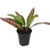 Nervia Croton Live Plant - 3.5 Inch Pot - Colorful Indoor Houseplant - Image 1