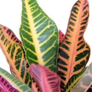 Nervia Croton Live Plant - 3.5 Inch Pot - Colorful Indoor Houseplant - Image 2