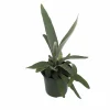 Netherland Staghorn Fern Live Plant – Platycerium – 4 inch Pot – Indoor - Image 1