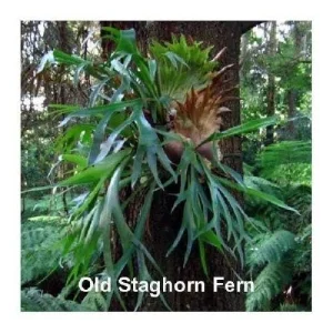 Netherland Staghorn Fern Live Plant – Platycerium – 4 inch Pot – Indoor - Image 3