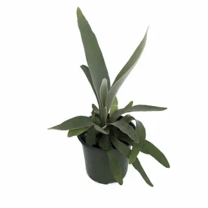 Netherland Staghorn Fern Live Plant – Platycerium – 4 inch Pot – Indoor - Image 1