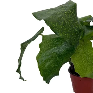 Network Calathea Live Plant - Mosaic Prayer Plant - Calathea mosaicca - 4 inch Pot Indoor - Image 2
