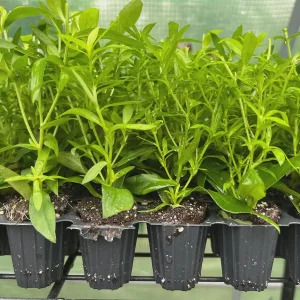 New England Aster Live Wildflower Plant - Perennial for Pollinators - Image 10