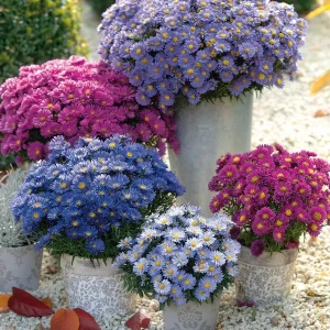 New England Aster Live Wildflower Plant - Perennial for Pollinators - Image 1