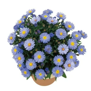 New England Aster Live Wildflower Plant - Perennial for Pollinators - Image 7