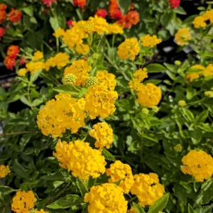New Gold Lantana Live Plant Set of 2, 4-6