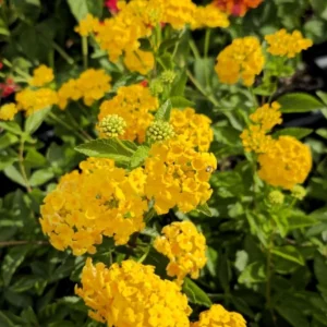 New Gold Lantana Live Plant Set of 2, 4-6