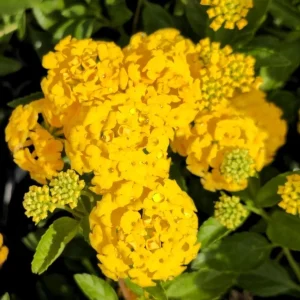 New Gold Lantana Live Plant Set of 2, 4-6" Tall, Yellow Flowers, Attracts Pollinators - Image 1