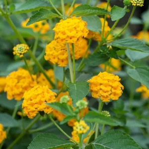 New Gold Lantana Live Plant Set of 2, 4-6