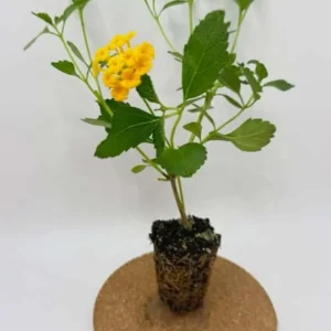 New Gold Lantana Live Plant Set of 2, 4-6