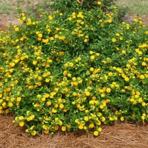 New Gold Lantana Live Plant Set of 2, 4-6