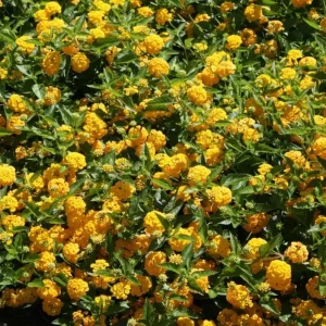 New Gold Lantana Live Plant Set of 2, 4-6