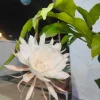 Night Blooming Cactus Live Plant – Queen of the Night – 4 Inch Pot – Epiphyllum - Image 1