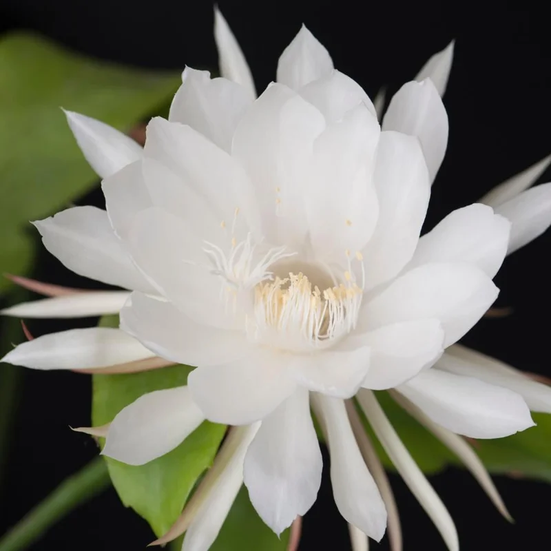 Night Blooming Cactus Live Plant – Queen of the Night – 4 Inch Pot – Epiphyllum - Image 2