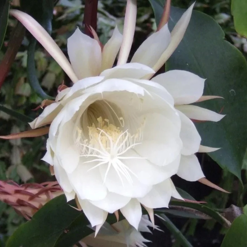 Night Blooming Cactus Live Plant – Queen of the Night – 4 Inch Pot – Epiphyllum - Image 3