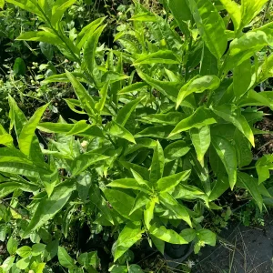 Night Blooming Jasmine (Cestrum nocturnum) Live Plant – 12