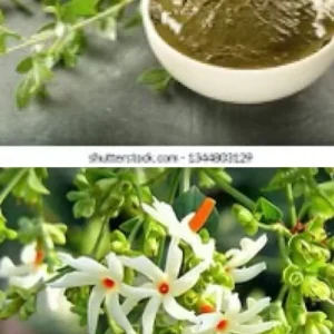 Night Blooming Jasmine & Henna Plant Duo - 6in & 15in Live Plants, Fragrant Outdoor - Image 2