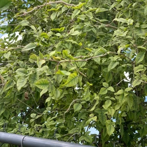 Night Blooming Jasmine & Henna Plant Duo Live Plants – 6in & 15in Tall - Image 4