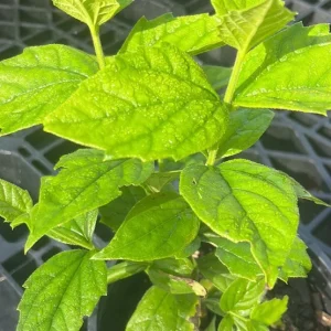 Night Blooming Jasmine & Henna Plant Duo Live Plants – 6in & 15in Tall - Image 6