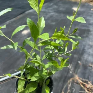 Night Blooming Jasmine & Henna Plant Duo Live Plants – 6in & 15in Tall - Image 8