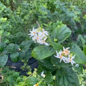 Night Blooming Jasmine & Henna Plant Duo Live Plants – 6in & 15in Tall - Image 9