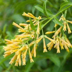 Night Blooming Jasmine Live Plant (Cestrum Nocturnum) 12in Tall in 4in Pot - Image 1