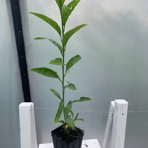 Night Blooming Jasmine Live Plant (Cestrum Nocturnum) 12in Tall in 4in Pot - Image 2