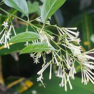 Night Blooming Jasmine Live Plant (Cestrum nocturnum) – Fragrant Outdoor Shrub 5-7 inches tall - Image 2