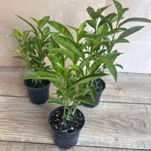 Night Blooming Jasmine Live Plant - Cestrum nocturnum in 4 inch Pot - Image 3