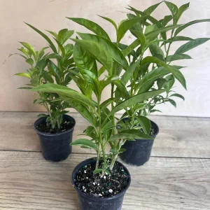 Night Blooming Jasmine Live Plant - Cestrum nocturnum in 4 inch Pot - Image 4