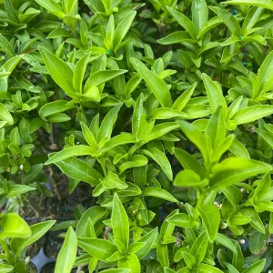 Night Blooming Jasmine Live Plant (Cestrum nocturnum) – Fragrant Outdoor Shrub 5-7 inches tall - Image 4