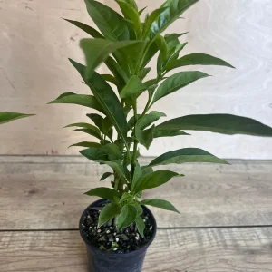 Night Blooming Jasmine Live Plant - Cestrum nocturnum in 4 inch Pot - Image 5