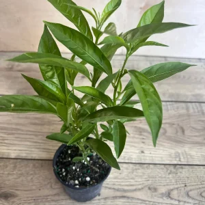 Night Blooming Jasmine Live Plant - Cestrum nocturnum in 4 inch Pot - Image 6