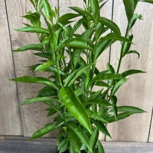 Night Blooming Jasmine Live Plant - Cestrum nocturnum in 6 inch Pot - Image 6