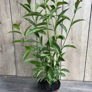 Night Blooming Jasmine Live Plant - Cestrum nocturnum in 6 inch Pot - Image 7