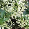 Night Blooming Jasmine Live Plant - Cestrum nocturnum in 6 inch Pot - Image 1