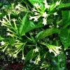 Night Blooming Jasmine Live Plant - Cestrum Nocturnum - Fragrant Shrub - 1 Gallon Pot - Image 1