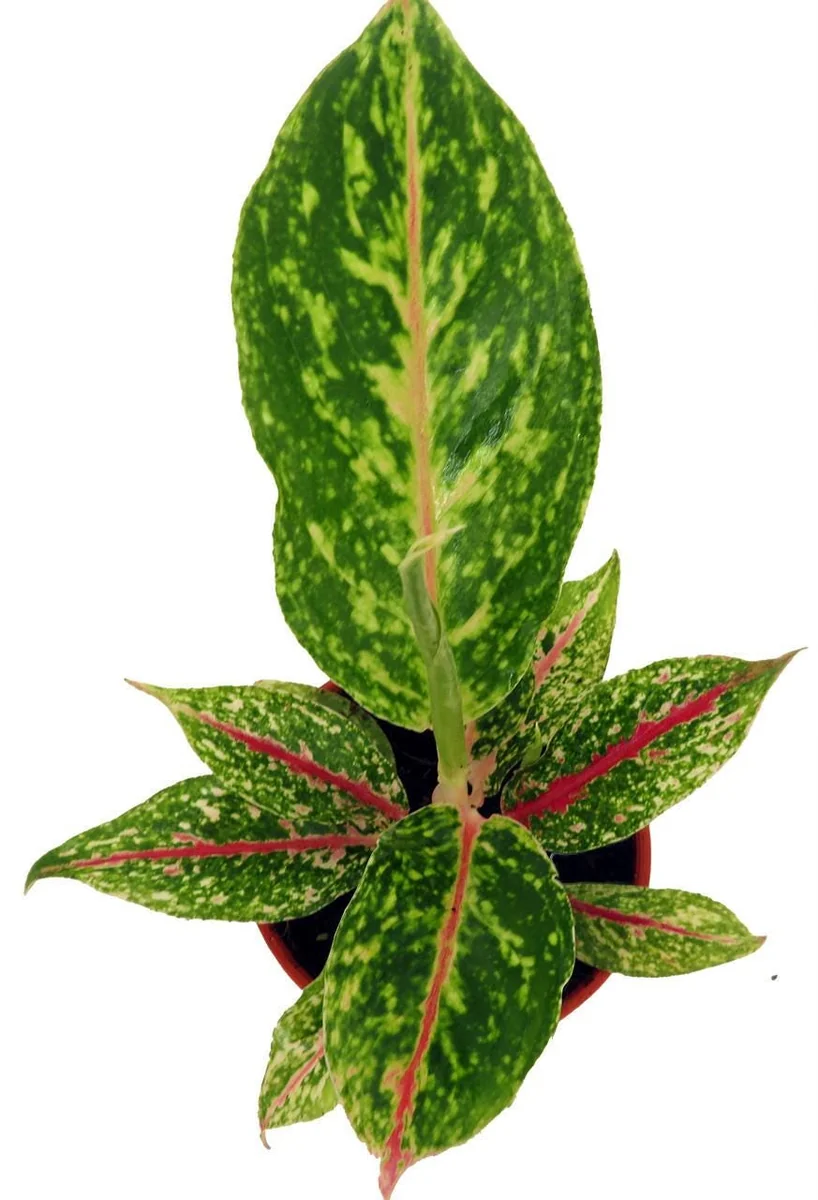 Night Sparkle Chinese Evergreen Live Plant - Aglaonema - 4 Inch Pot - Indoor - Image 2