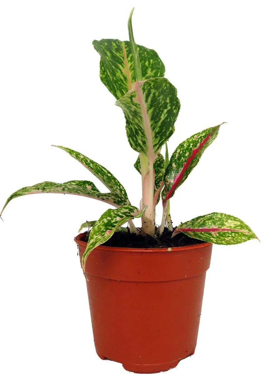 Night Sparkle Chinese Evergreen Live Plant - Aglaonema - 4 Inch Pot - Indoor - Image 1