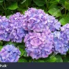 Nikko Blue Hydrangea Bare Root Plant - 5 Healthy Roots for Vibrant Blue Blooms - Image 1