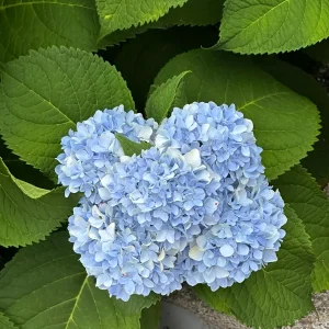 Nikko Blue Hydrangea Bare Root Plant - 5 Healthy Roots for Vibrant Blue Blooms - Image 3