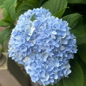 Nikko Blue Hydrangea Bare Root Plant - 5 Healthy Roots for Vibrant Blue Blooms - Image 4