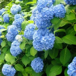 Nikko Blue Hydrangea Bare-Root Plants - 25 Pack, 6-12 inches tall, Outdoor Flowering Shrub - Image 1