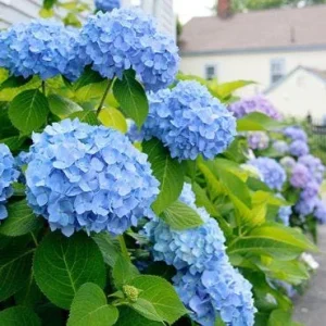 Nikko Blue Hydrangea Bare-Root Plants - 25 Pack, 6-12 inches tall, Outdoor Flowering Shrub - Image 4
