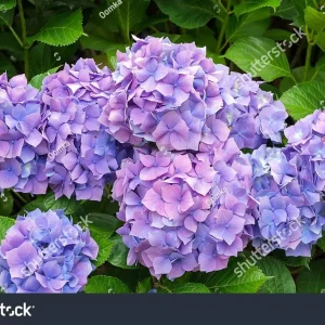 Nikko Blue Hydrangea Bare-Root Plants - 25 Pack, 6-12 inches tall, Outdoor Flowering Shrub - Image 5