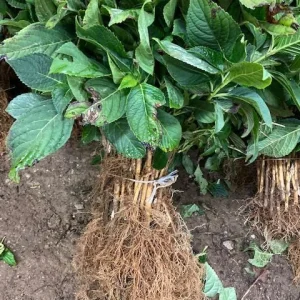 Nikko Blue Hydrangea Bare-Root Plants - 25 Pack, 6-12 inches tall, Outdoor Flowering Shrub - Image 6