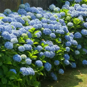 Nikko Blue Hydrangea Bush - 12-24in Tall Bare Root Live Plant for Outdoor Garden - Image 1