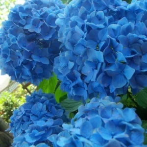 Nikko Blue Hydrangea gallon pot branched - Image 1