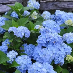 Nikko Blue Hydrangea Live Plant – 12-18