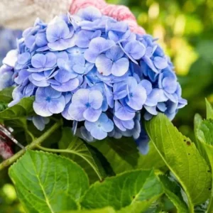 Nikko Blue Hydrangea Live Plant – 12-18